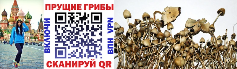 Галлюциногенные грибы Psilocybine cubensis  даркнет сайт  Благодарный 
